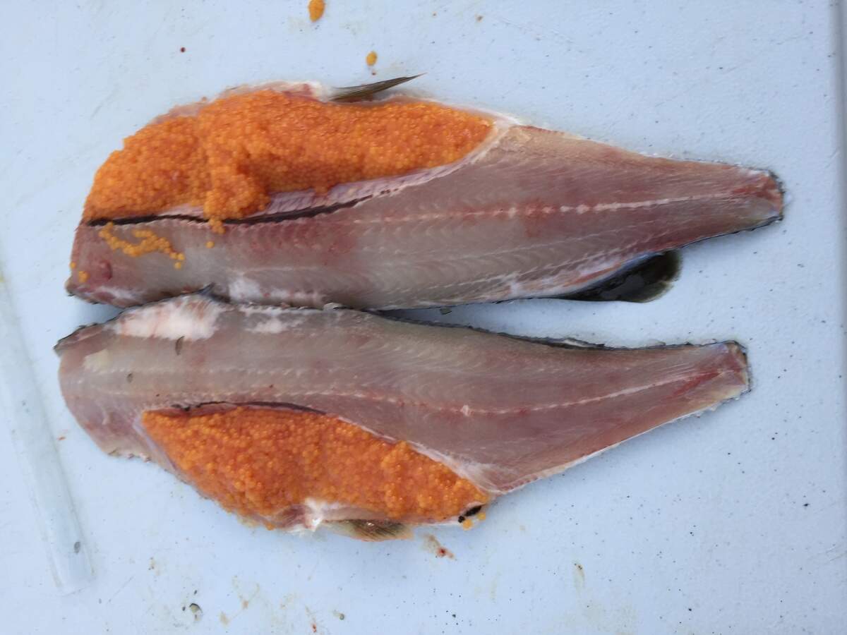 The roe of mountain whitefish makes for excellent caviar if brined to achieve the right taste of saltiness.