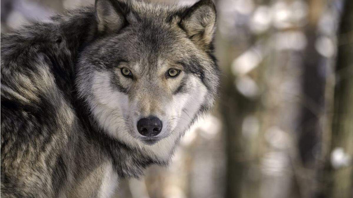 Washington’s population of gray wolves is growing, according to the annual conservation status report.