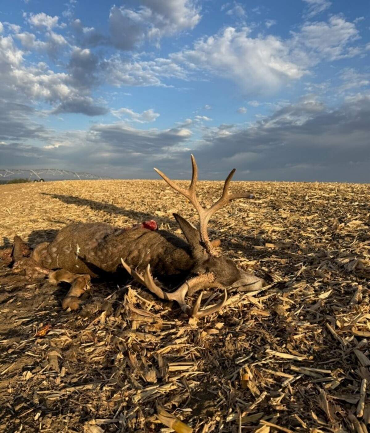 A buck deer was shot out-of season and left in a farm field in Walla Walla County near the Washington and Oregon state line.