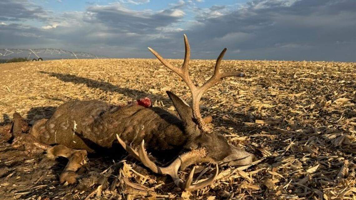 2nd poaching case with illegal spotlighting under investigation in WA