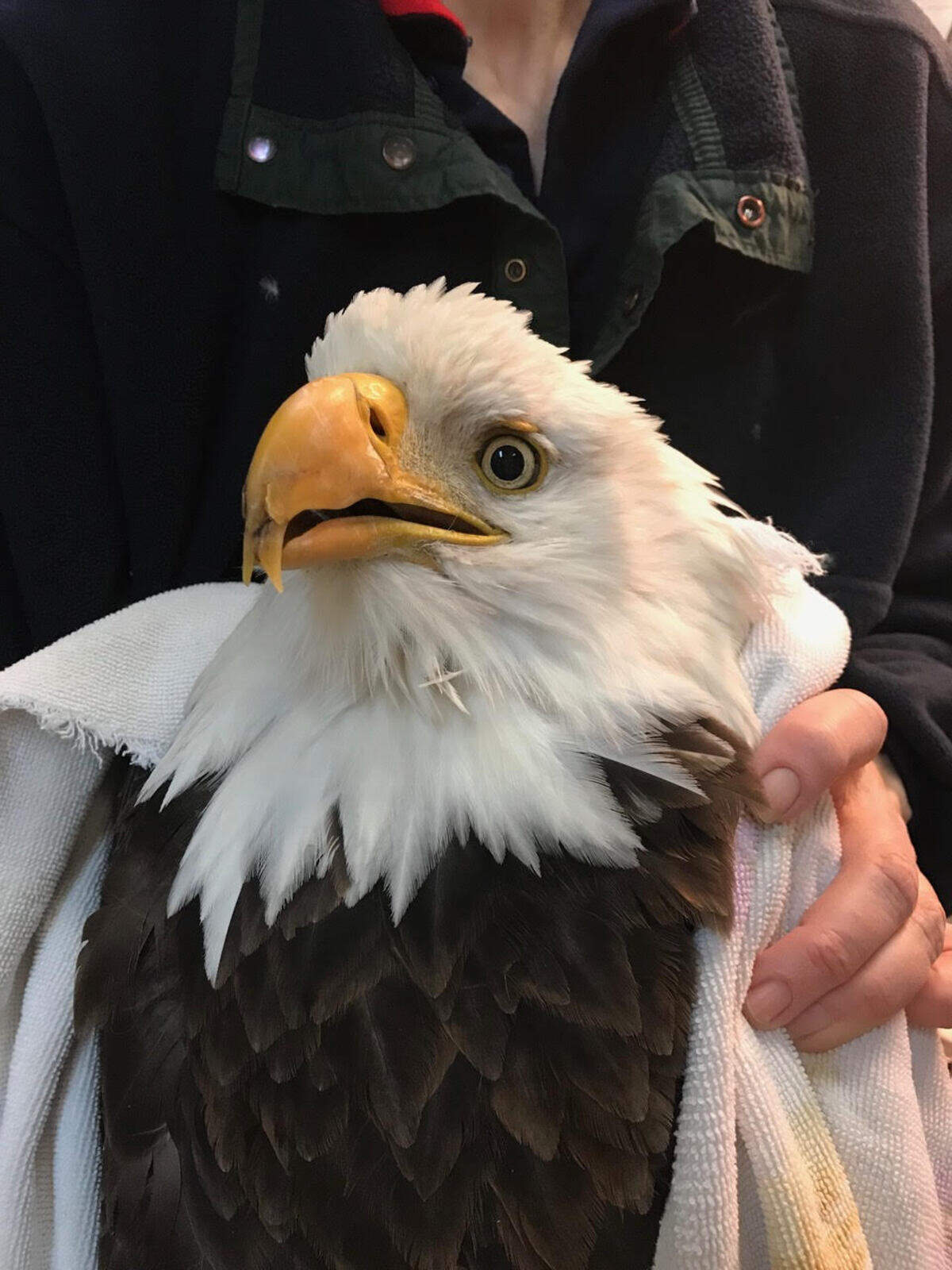 This adult eagle was found in Mesa in January 2018. He had a split upper beak and a shoulder injury from a collision.