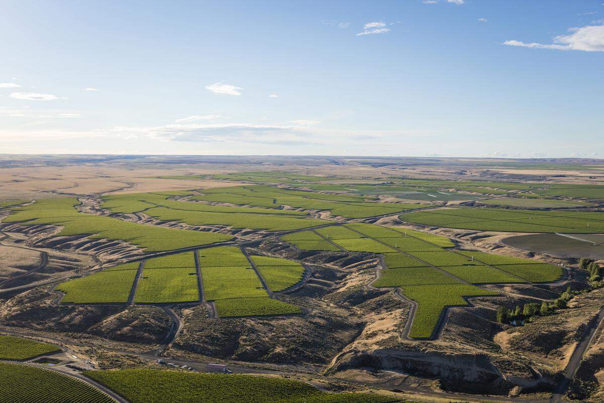 Double Canyon Vineyard, established in 2007, spans 90 acres six miles north of the Columbia River in the heart of Horse Heaven Hills. Wade Wolfe, one of Washington’s top winemakers, used his 2016 Petit Verdot from Double Canyon Vineyard to win a Platinum from Wine Press Northwest in 2019.