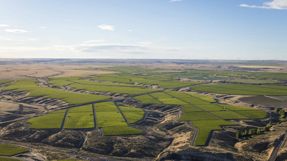 Northwest Wine: Petit Verdot standing out as standalone variety