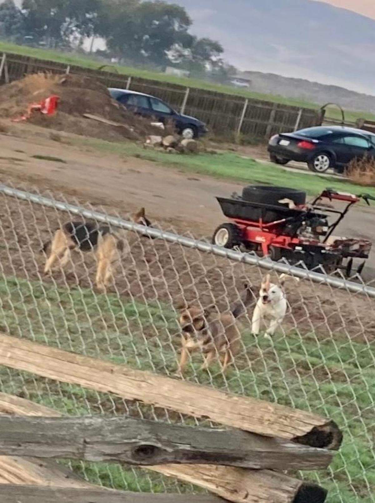 More than a year after a Prosser area mother and son were viciously attacked by a group of pit bulls, neighbors say there are still dangerous dogs on the property. The two pit bull mixes pictured were described in a court document by the owner as “too mean and aggressive” to ever be let out of their kennels.