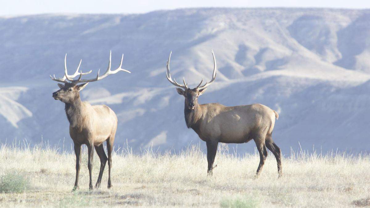 The beginnings of the elk herd that would settle at Hanford is usually traced to the winter of 1972-73. 