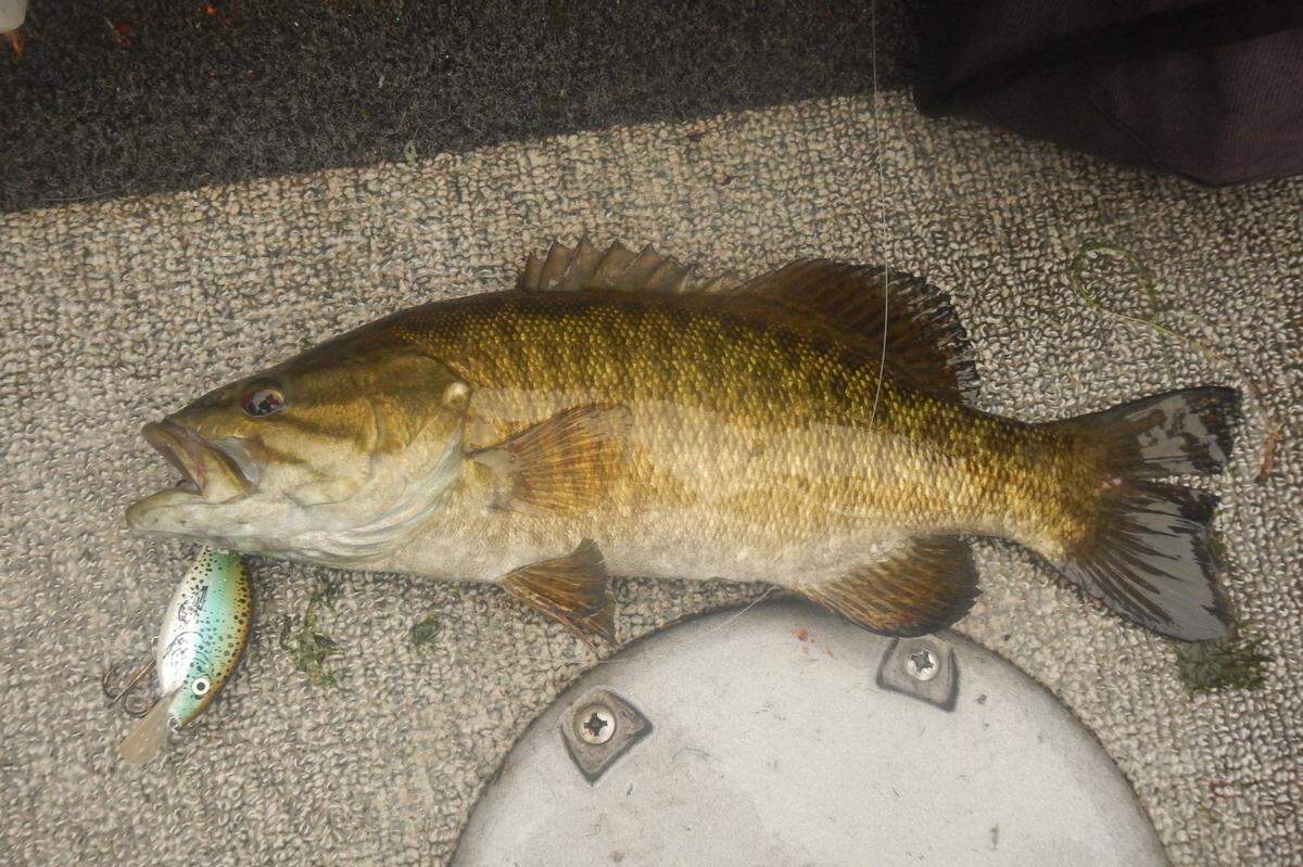 Smallmouth bass are voracious feeders and will strike diving plugs that resemble favorite prey such as crayfish.