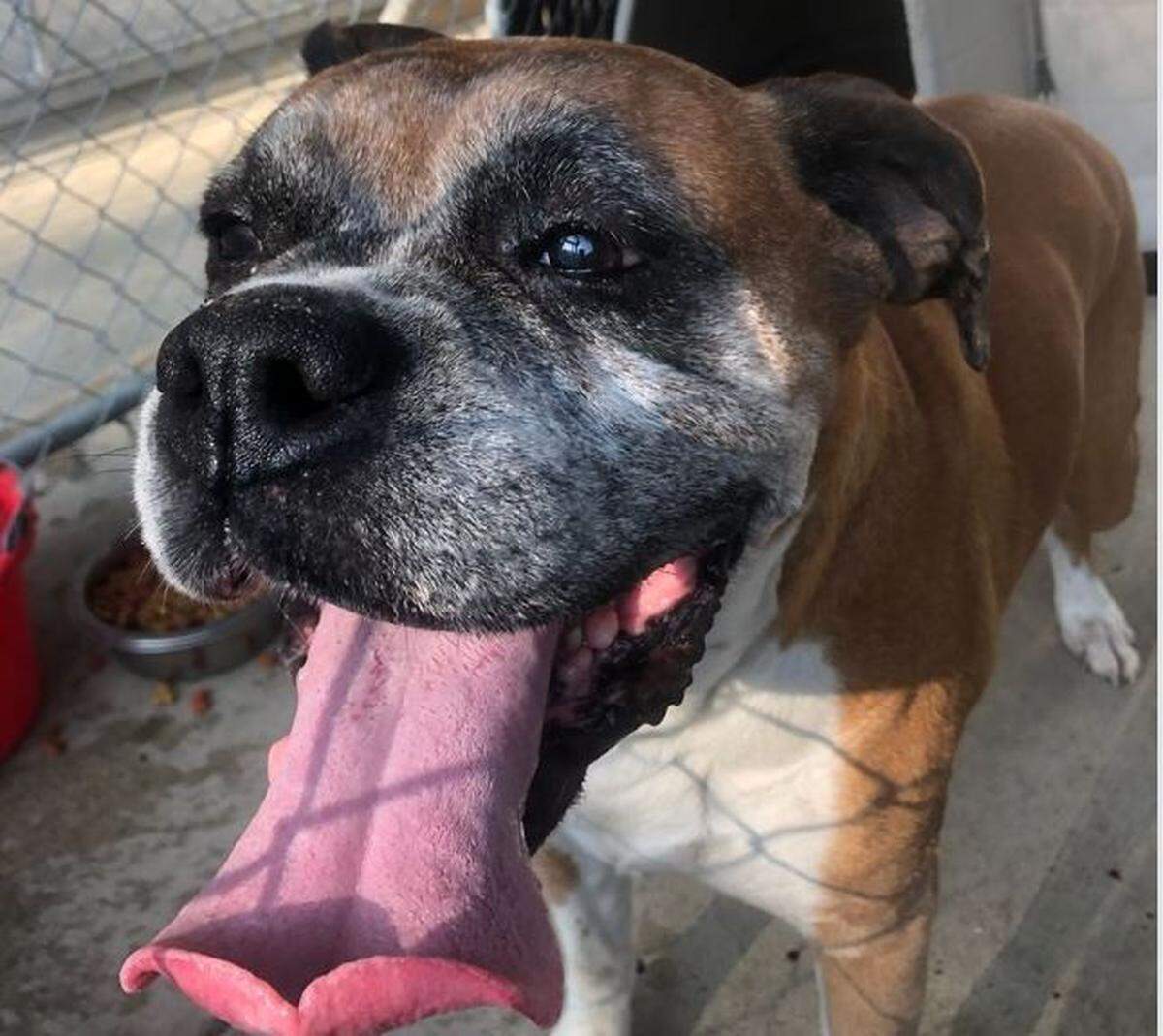 This pooch was reunited with its family after running away from the artillery-like display of fireworks that sent him running scared and confused into the streets of West Richland, the West Richland Police Department wrote on its Facebook page Friday.