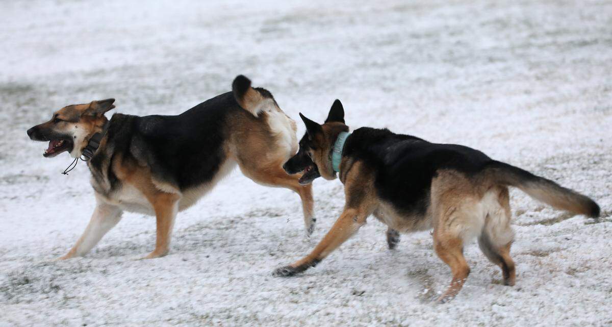 Apollo left,, a 5-year old rescue therapy German Shepherd and Artimes, a 6-year old rescue German Shepherd, chase each other in the overnight dusting of snow early Friday morning while exercising with their owner Erick Ostrom of Kennewick. 