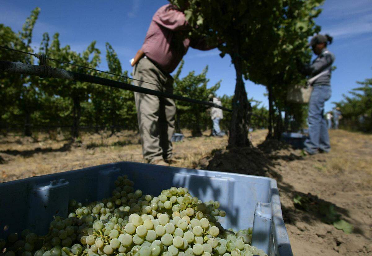 Workers harvest sauvignon blanc grapes at Klipsun Vineyards in the Red Mountain Viticultural area near Benton City.