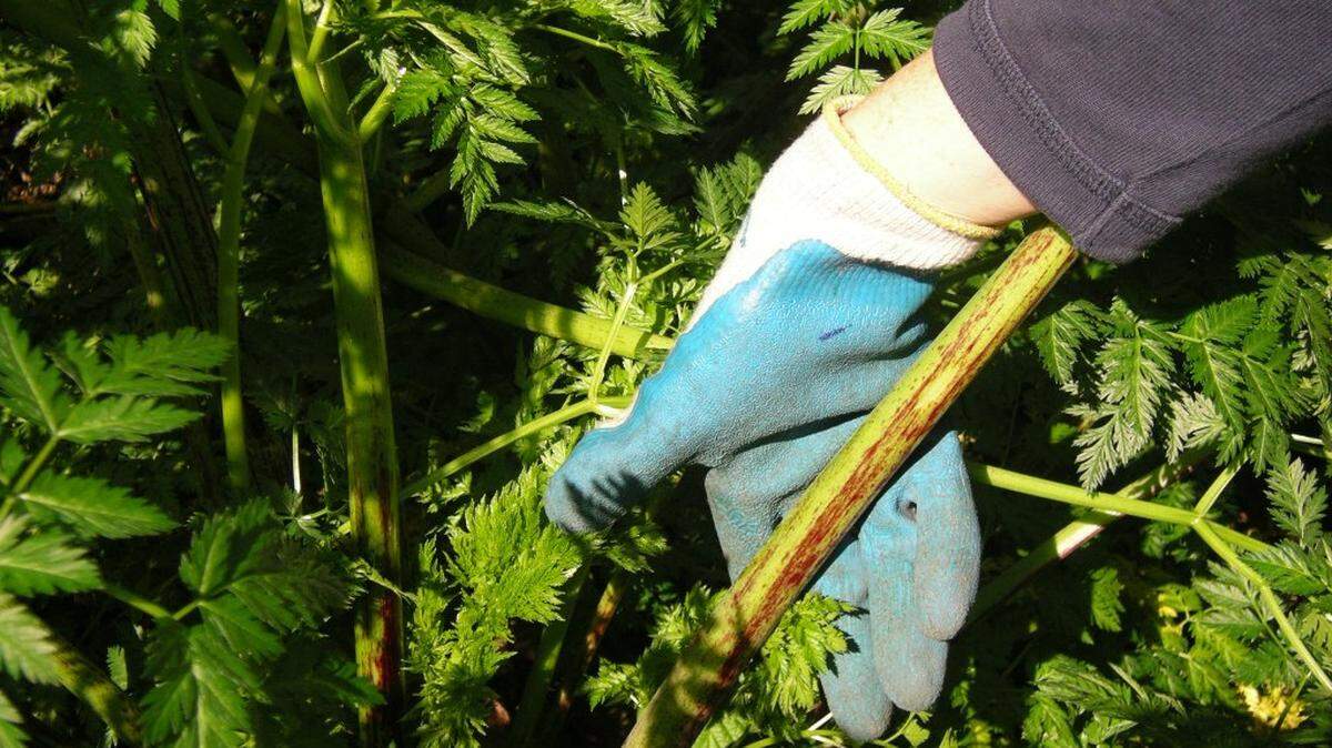 The stem of poison hemlock has purple splotches, an easy identifying factor.