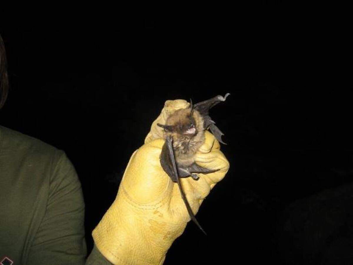 Catching bats at night north of Richland.