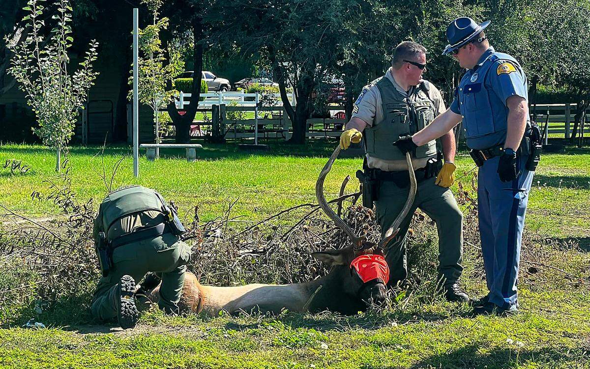 Washington Department of Fish & Wildlife police prepare to relocate a bull elk that was recently roaming around Pasco. It was darted and immobilized in Trevor Macduff’s yard in Pasco. The elk’s antlers removed to prevent possible injury to the animal during transport for relocation the Hanford Reach National Monument.