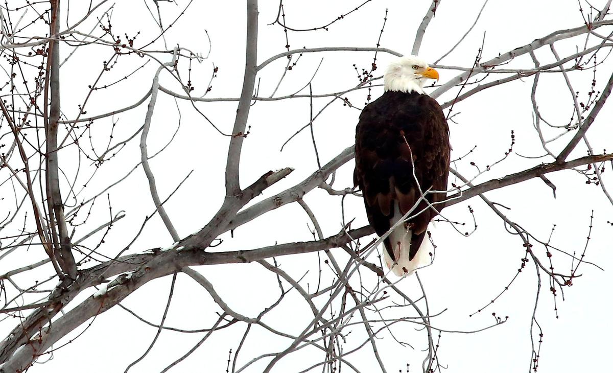 A mature bald eagle perches on a tree branch overlooking the Columbia Park Pond in Kennewick.