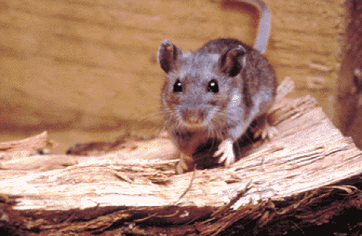 Deer mice are the only hantavirus carriers in Washington.