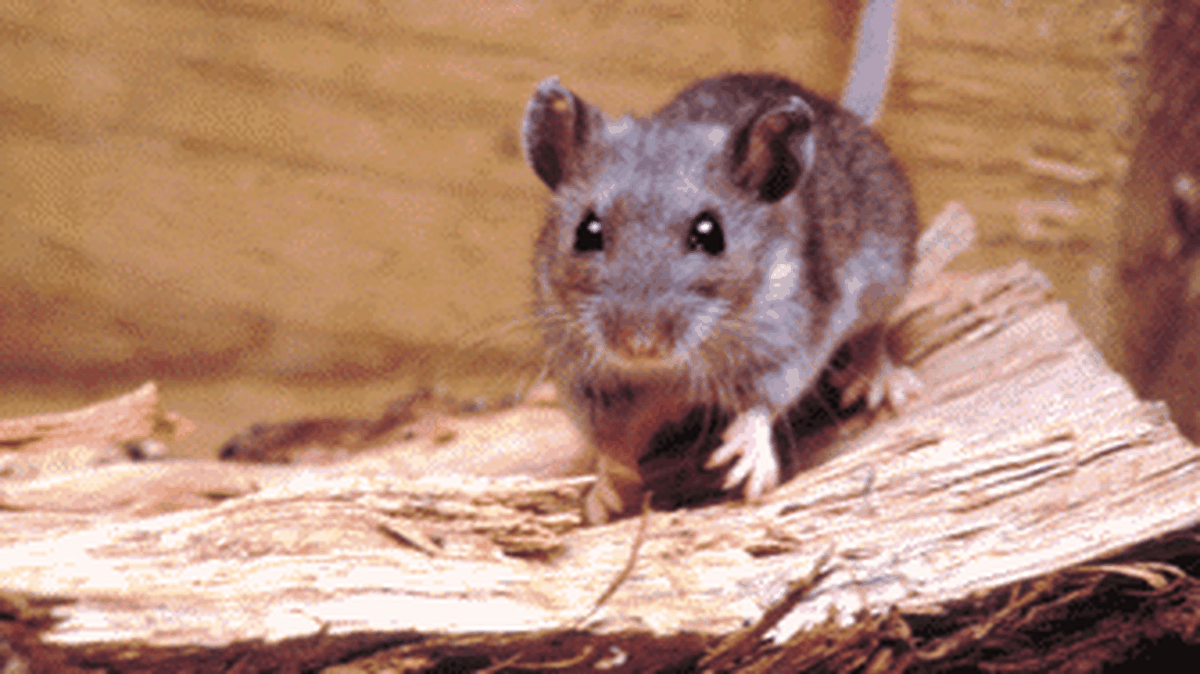 Deer mice are the only hantavirus carriers in Washington.