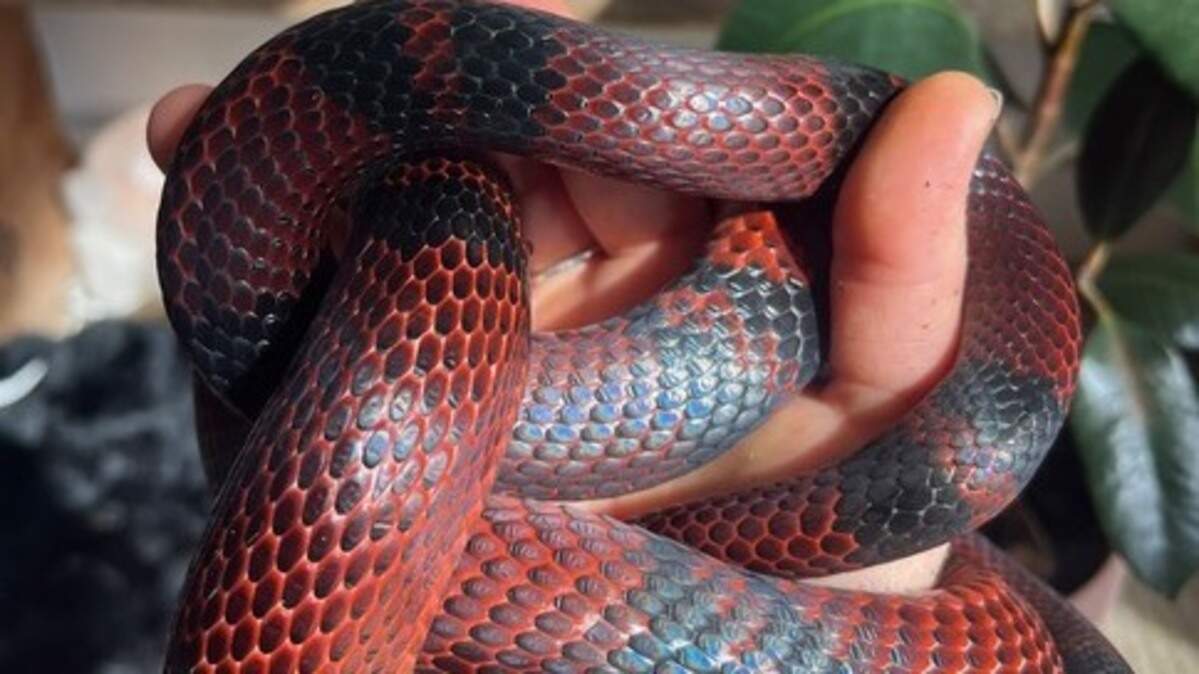 A Honduran milk snake found in a box dropped of at Goodwill was rescued by Blue Mountain Wildlife Rehabilitation and Education in Pendleton.