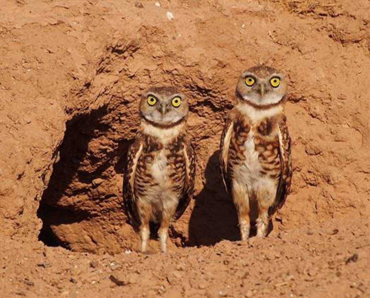 Burrowing Owls in Kennewick.