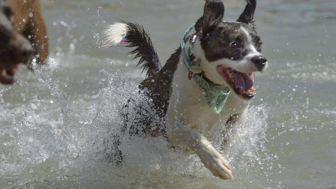 Toxic algae warning issued for Columbia River. Deadly for dogs, harmful to humans