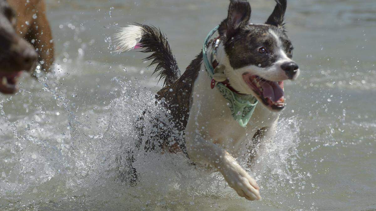 Algae blooms that are toxic to people and dogs have contaminated the Columbia River in Richland and downriver starting in August in some recent years.