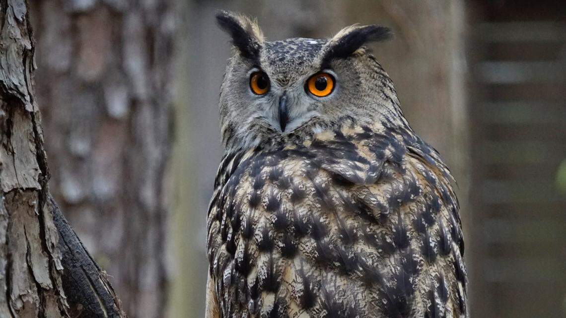 Visitors to a park in Washington state are urged to wear a helmet, hat or umbrella because of an aggressive owl in North SeaTac Park.