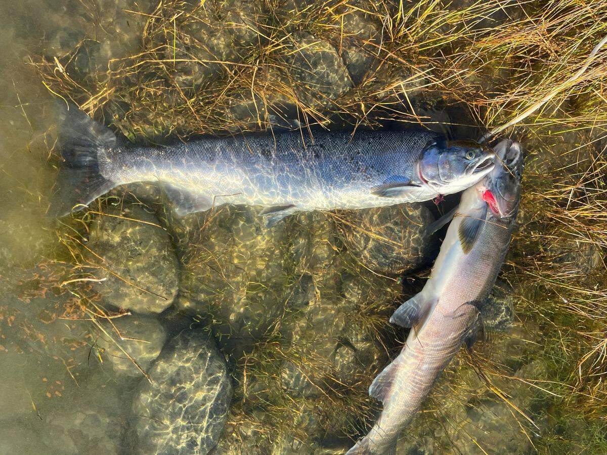 A brace of late-run Coho salmon are tethered along the Ringold Springs shoreline.