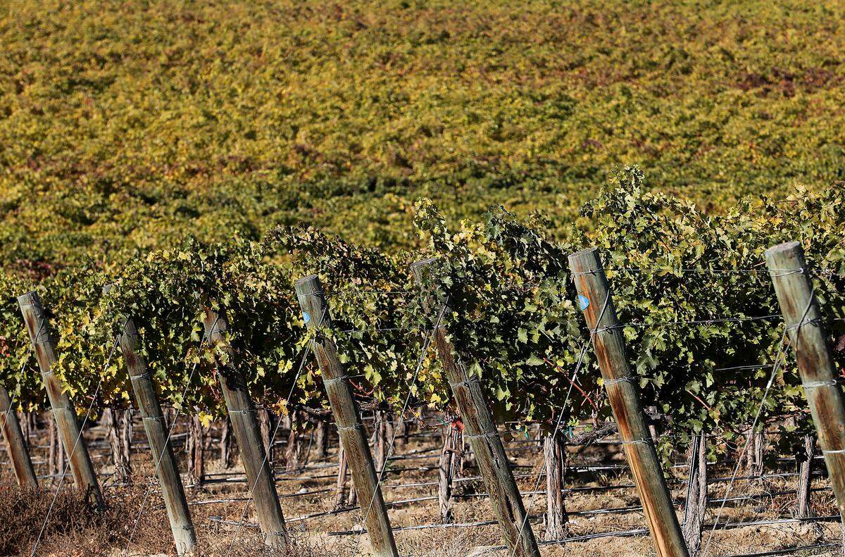 Leaves on rows of grape vines in the early morning sunshine in Quintessence Vineyards off Anitinori Road near Benton City