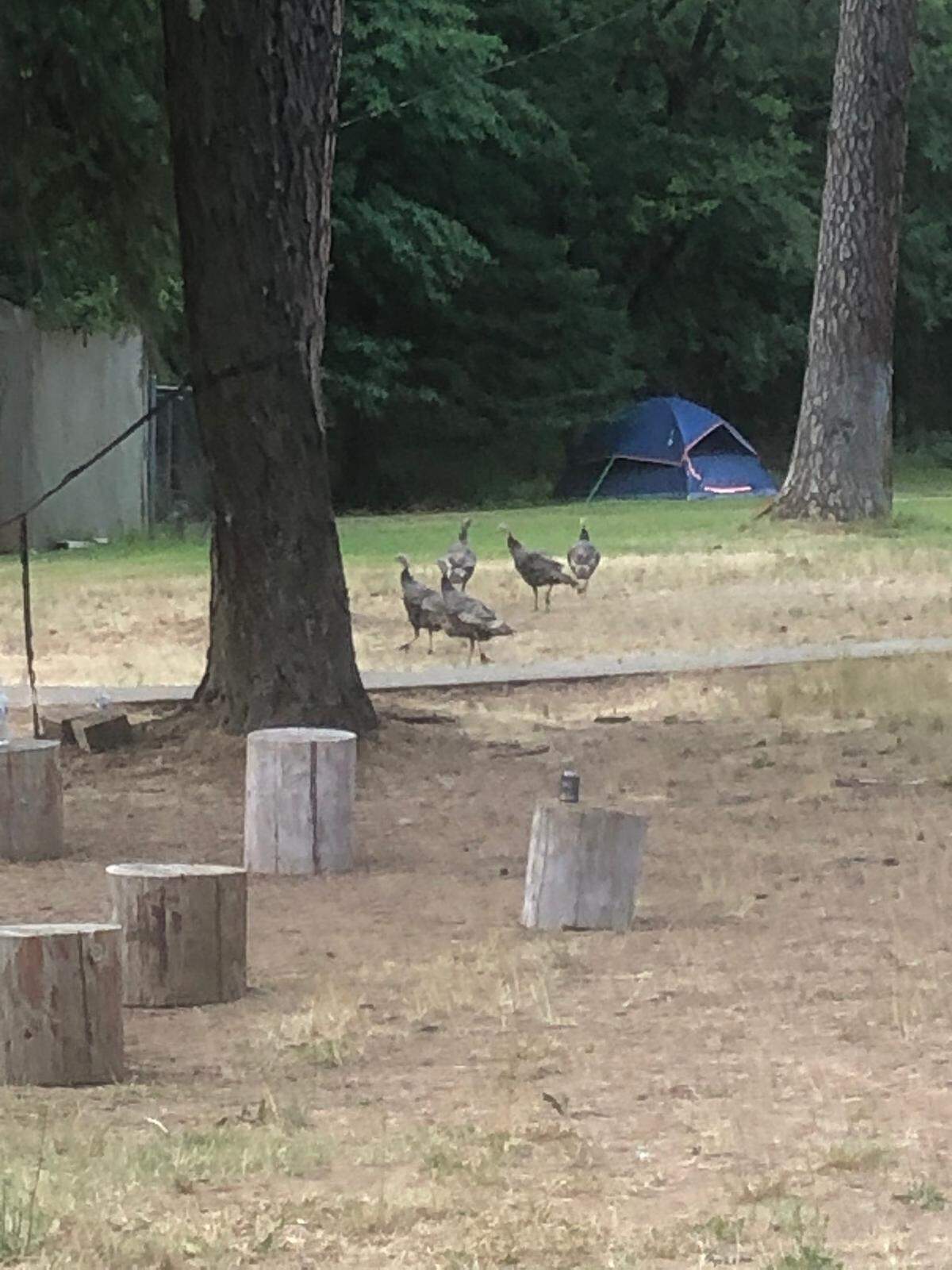 Wild turkeys stroll into the campground.
