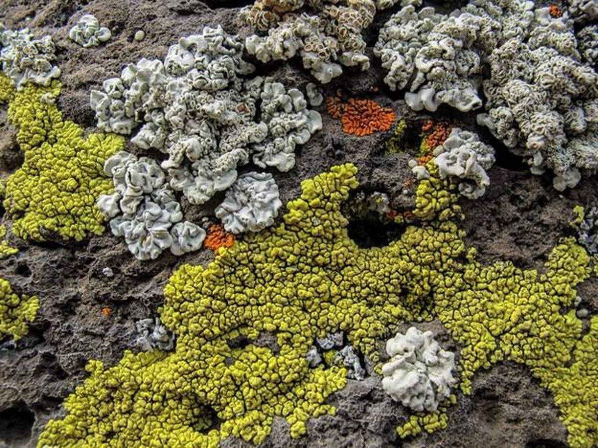 Crust lichen on basalt.