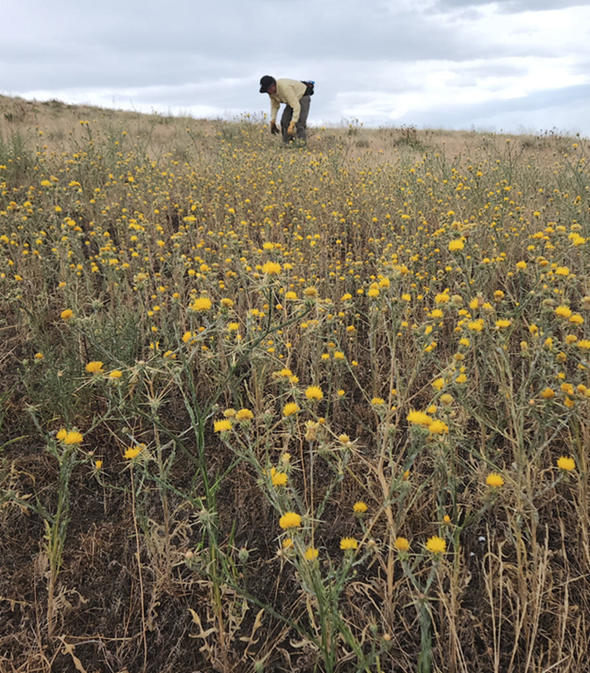 Weed warrior hand pulling, bagging and disposing of Yellow Star Thistle on Candy Mountain.