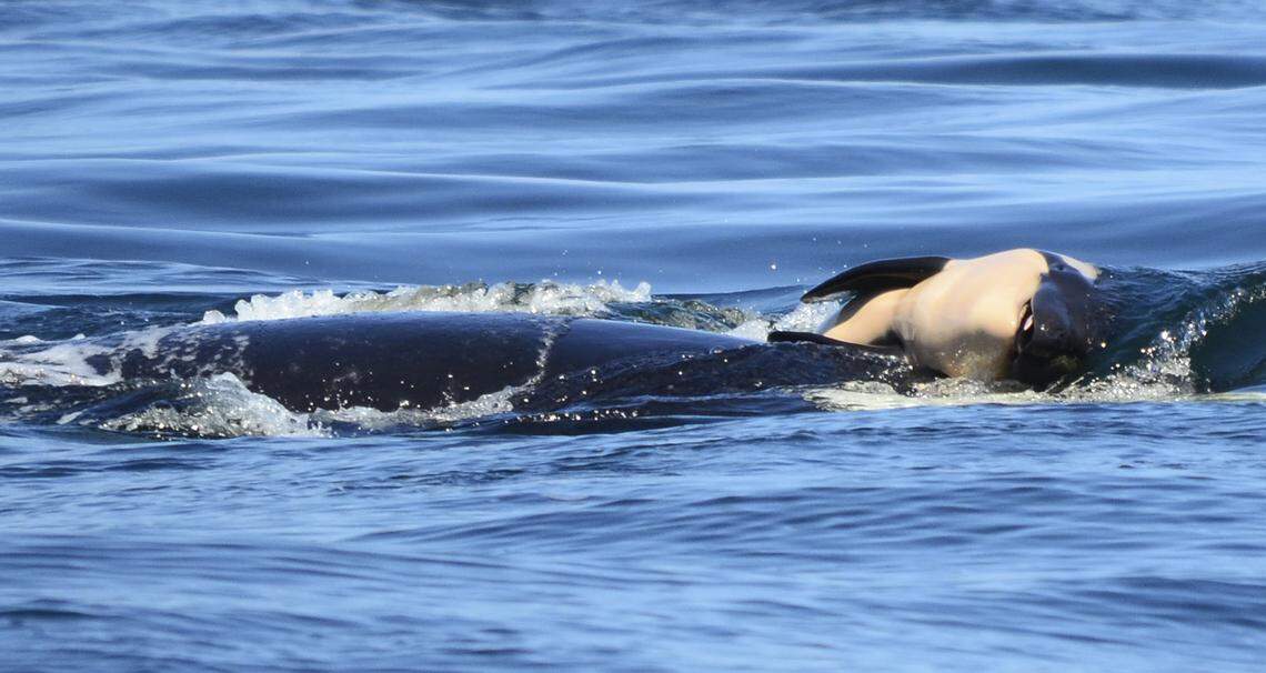 In this photo taken Tuesday, July 24, 2018, provided by the Center for Whale Research, a baby orca whale is being pushed by her mother after being born off the Canada coast near Victoria, British Columbia. The new orca died soon after being born.