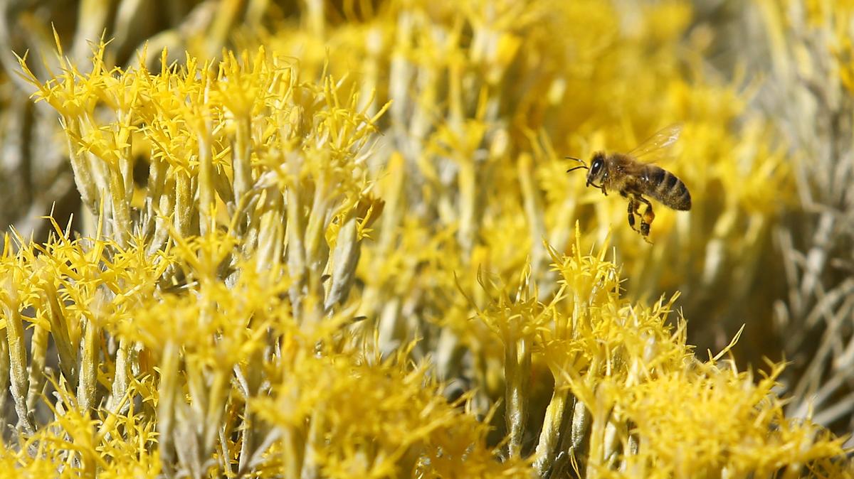 The vivid yellow flowers of a blossoming rubber rabbitbrush create a powerful buzz for bees taking advantage of sunny skies and warm temperatures Wednesday in north Richland. The National Weather Service’s forecast calls for continued sunny conditions through Saturday around the Mid-Columbia.