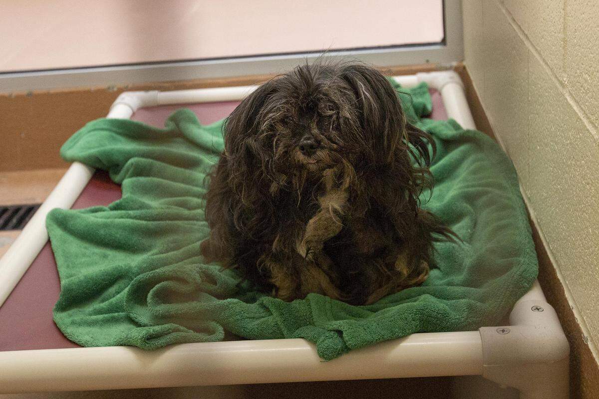 Some of the surrendered Yorkie-mix dogs were matted and needed medical checks.