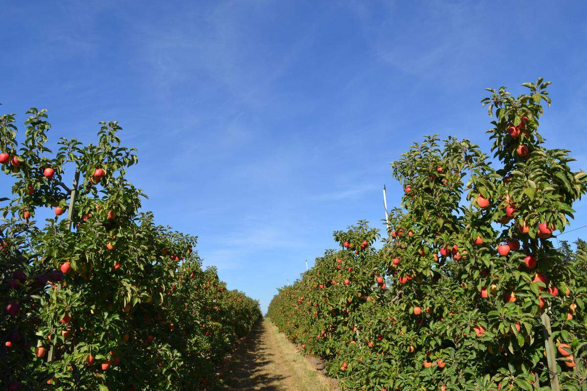 Two rows of apple trees grow in an orchard in Northwest Washington.