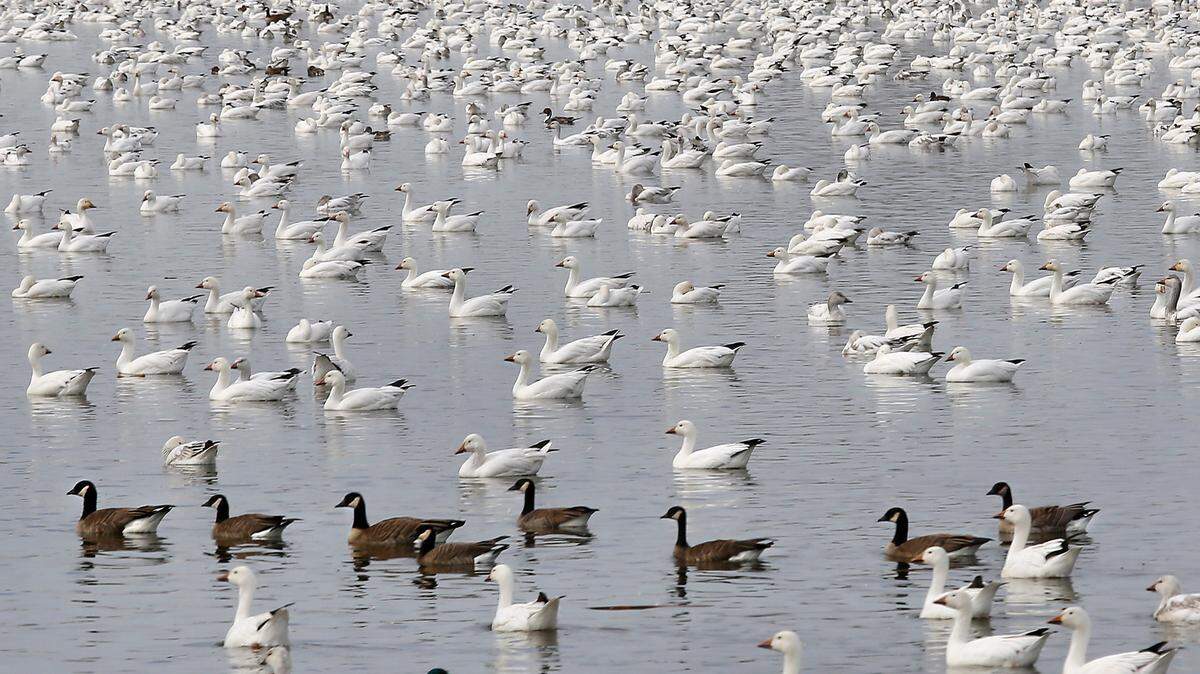 Thousands of geese and ducks create a mosaic of beaks and feathers as they swim in the water in this file photo. Illinois officials suspect at least 300 waterfowl have died of avian flu in southern Illinois recently.