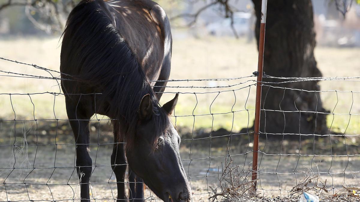 A horse in a pasture on South Oak Street near East 27th Avenue stretches Monday to nibble on the other side of the fence. Temperatures will continue to be mild for the rest of the week, with daytime highs near 64. An air stagnation advisory for the region is expected to be lifted Tuesday.