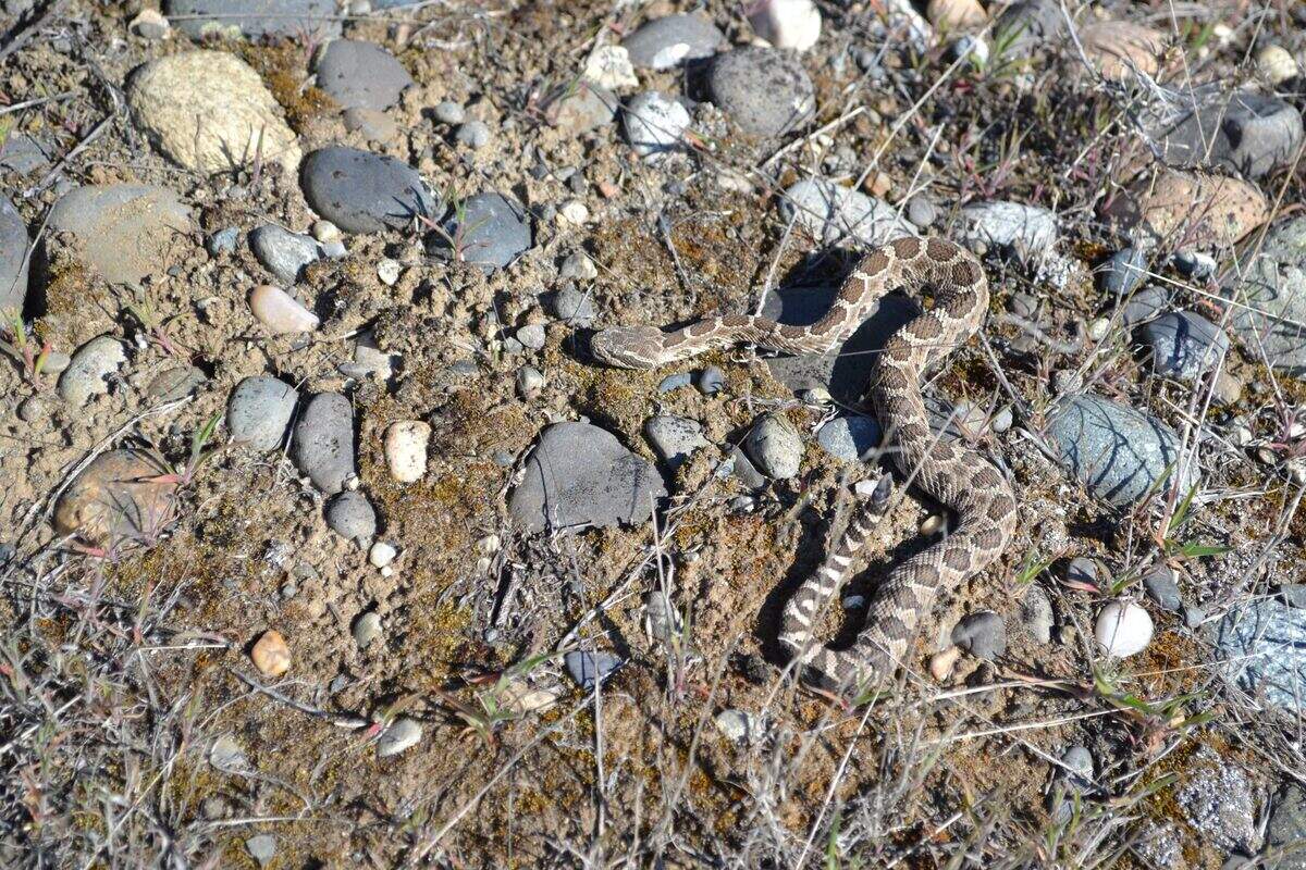 Western rattlesnakes emerge from their dens as early as April in Washington state.