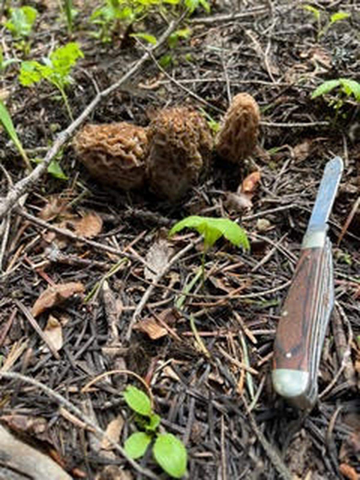Morels can be found in the Blue Mountains in late May and early June..