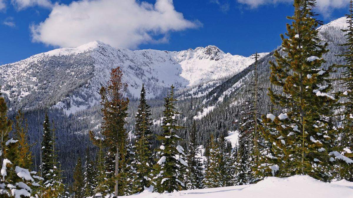 A regional director for the Washington Department of Fish and Wildlife is accused of poaching an animal on or about Nov. 13, 2021, according to court documents filed on Dec. 20 in Ferry County, Washington.