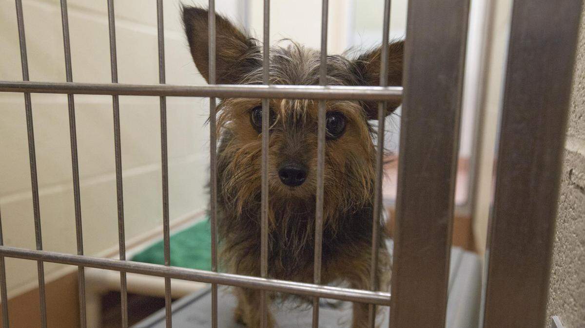 Thirty-nine Yorkshire Terrier-mix dogs and puppies were brought into the Benton Franklin Humane Society by a local animal rescue service on Thursday.