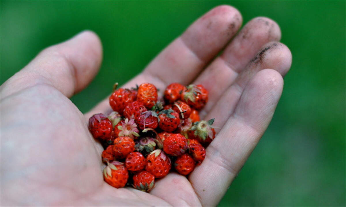 A handful of wild strawberries.
