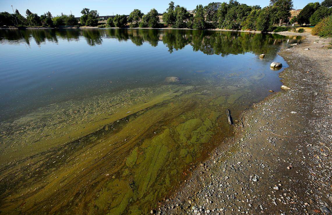 Toxic algae is shown in a bloom earlier this summer at the east end of Columbia Park in Kennewick.