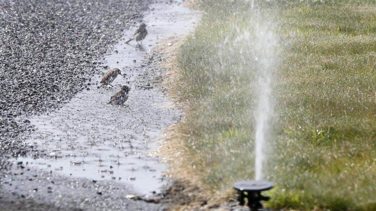 Kennewick Irrigation District expects a slightly higher percentage.