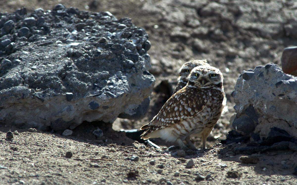 Burrowing owls live underground in natural burrows that they’ve taken over from prairie dogs, ground squirrels and badgers.