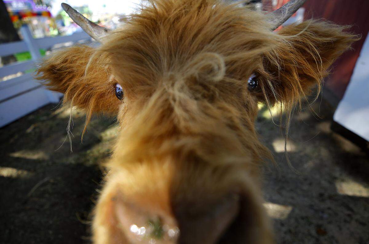 Sass Boss, a very docile and curious Highland cow owned by Benton City farmer Kase Warner, greets visitors at the Old MadDonald's Barn Tuesday morning at the Benton Franklin Fair and Rodeo in Kennewick.