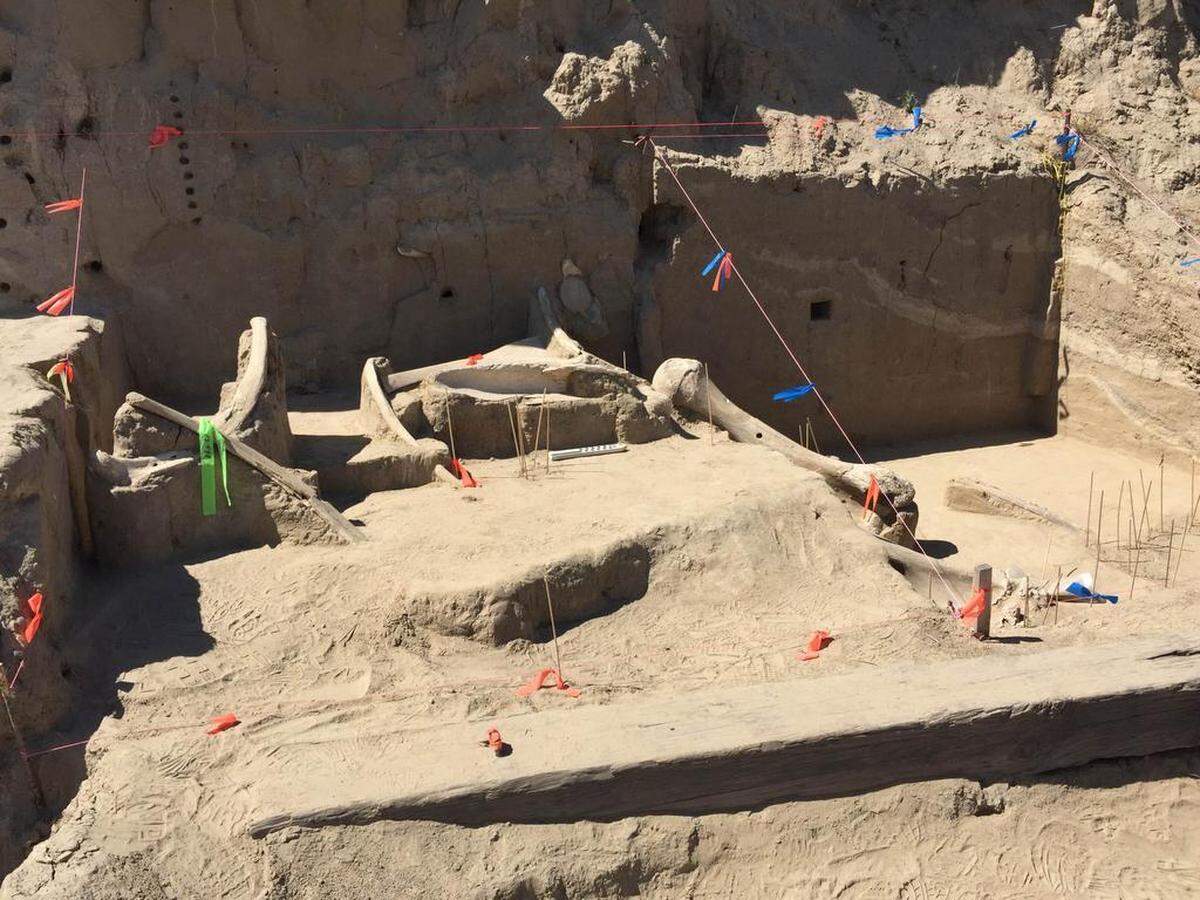 These bones of an ice age Columbian mammoth were excavated near the Tri-Cities. More bones are being unearthed.