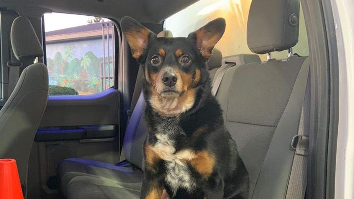 Lucias has been helping West Richland police catch loose and frightened pets for five years.