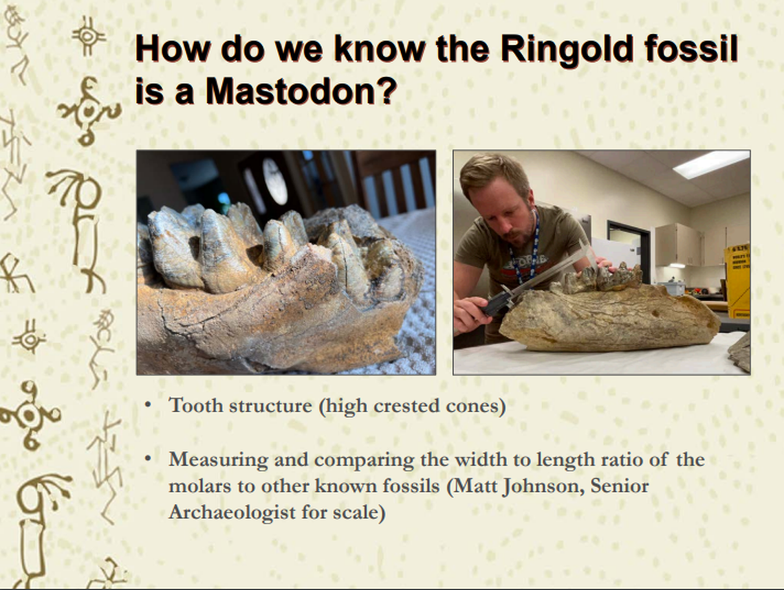 This slide from a Grant PUD presentation shows the measurement of the mastodon jawbone discovered this spring along the Columbia River at Hanford.