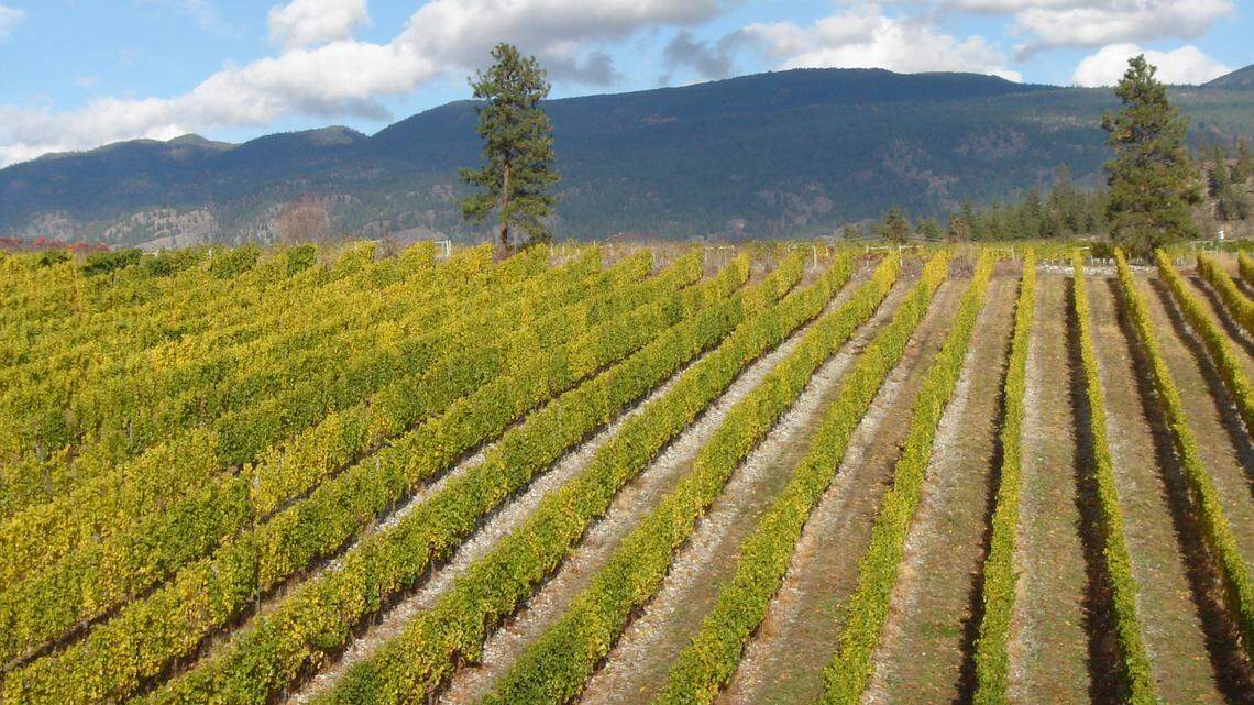 Northwest Wine: Wild Goose in British Columbia tops Cascadia wine judging again