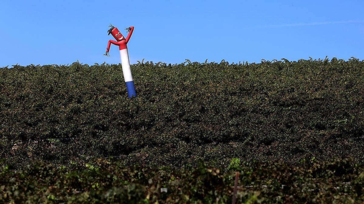 A wacky waving inflatable tube man rises from rows of grapes at Sagemoor Vineyard a recent sunny fall day in rural Franklin County. The attention grabbing device normally deployed on car sales lots and in front of retail stores presumably has a different target audience and purpose - scaring birds away from the fruit on the vines.