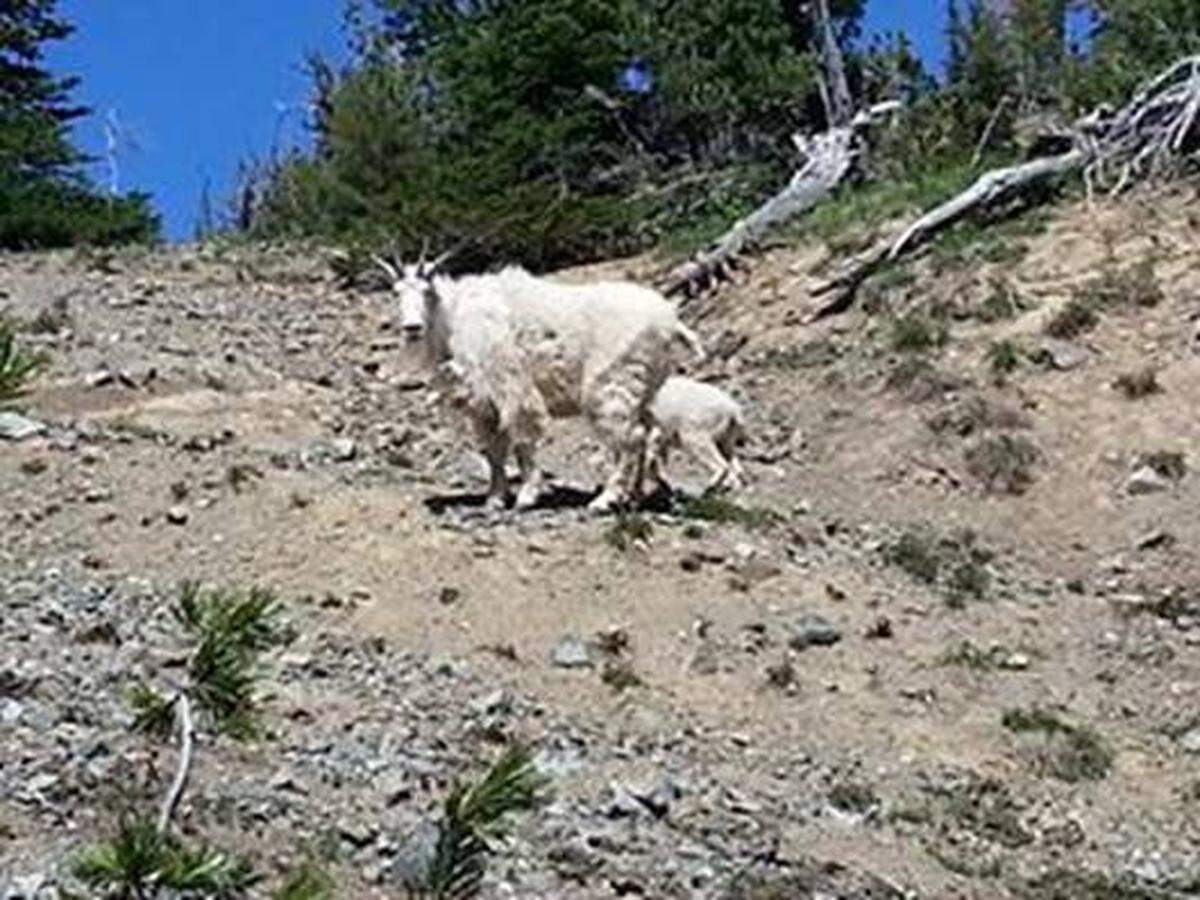 Mountain goats on Longs Pass.
